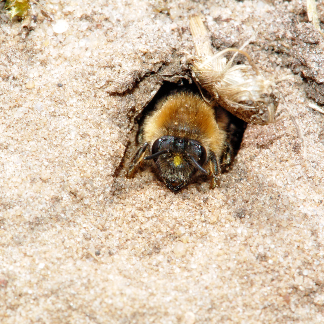 Bee emerging from a sandy hole