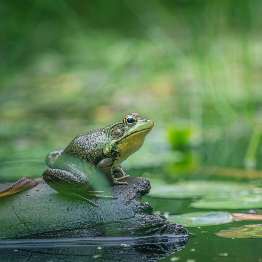 Green frog on a lily pad with a blurred green background