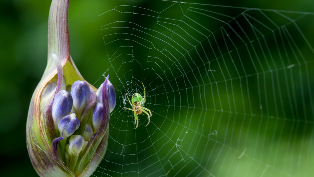 spider in a pollinator friendly garden