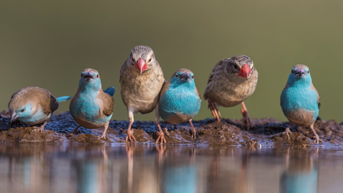 Birds drinking water from a bird bath