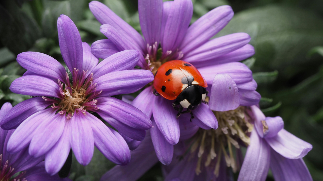 Ladybug in a pollinator friendly garden with other beneficial insects