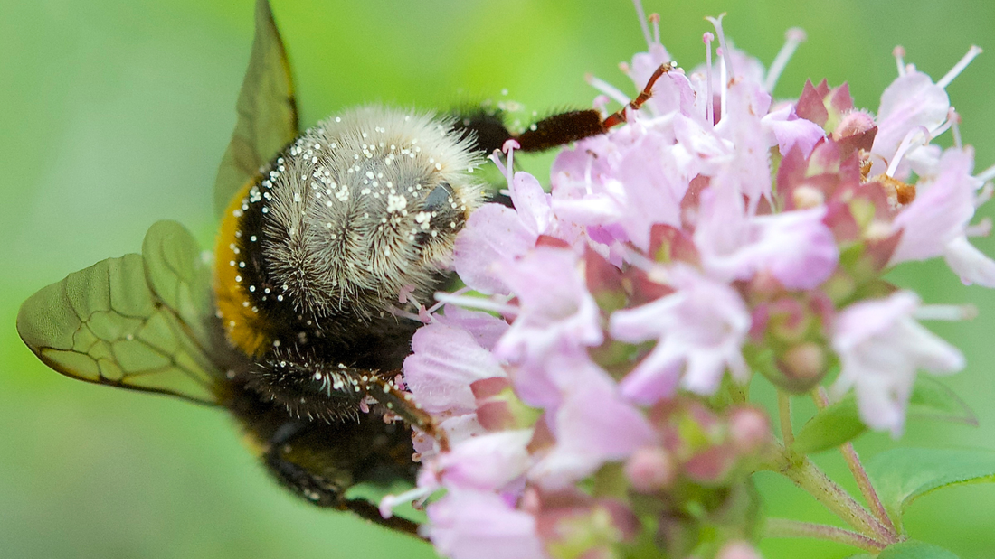 Bumblebee pollinating plants in a pollinator friendly garden