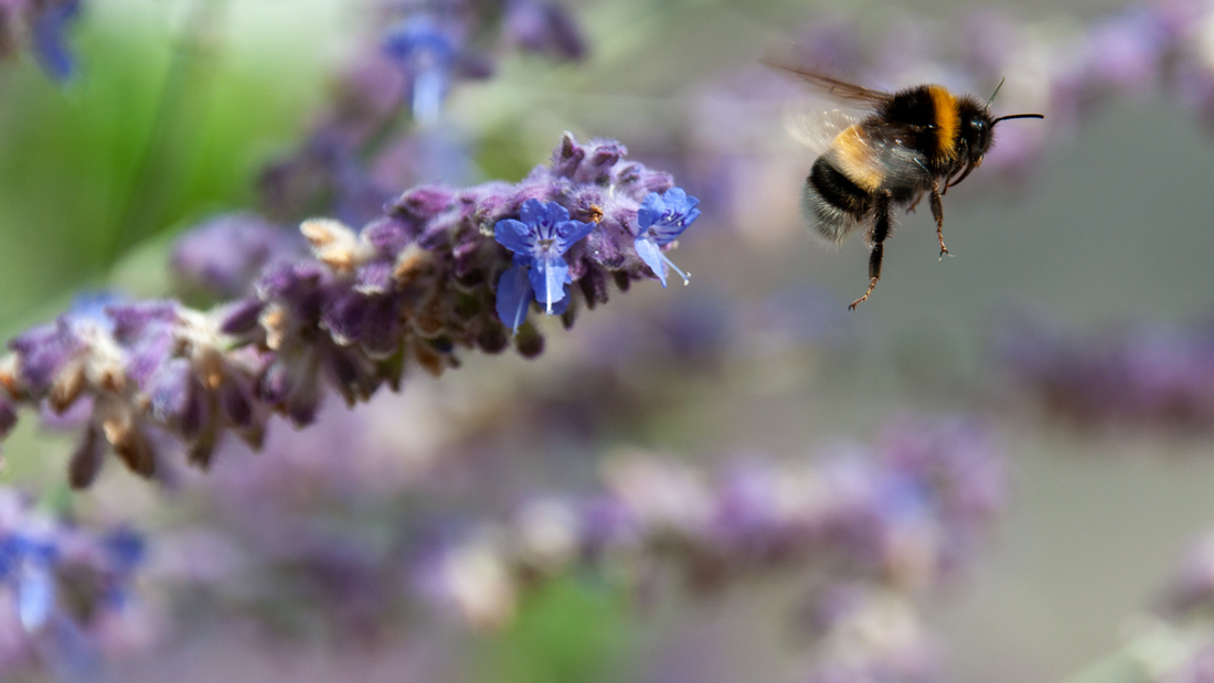 bee leaving a lavender plant in a pollinator friendly garden