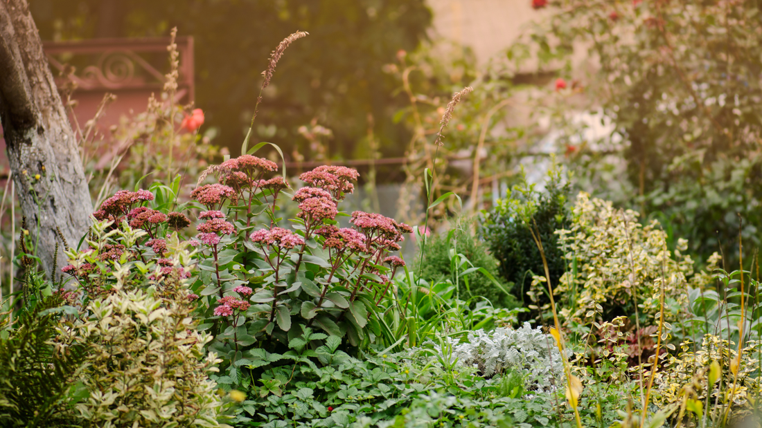 pollinator friendly garden