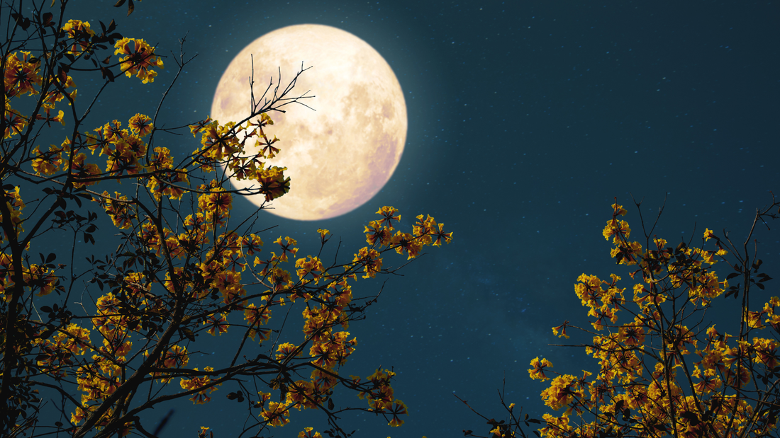 The Pollinators You Don’t See: Supporting Evening & Night Visitors