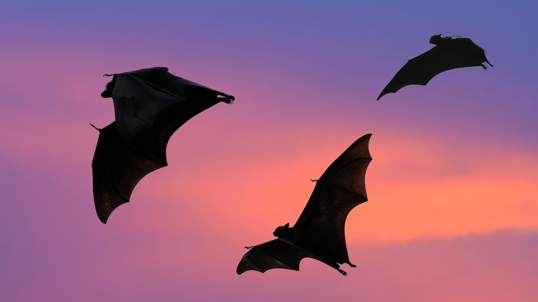 Bats in a pollinator friendly garden