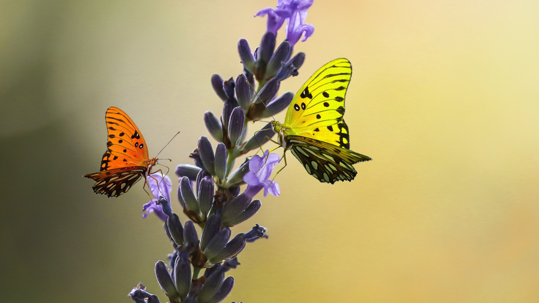 butterflies polliating a lavender plant in a pollinator friendly garden