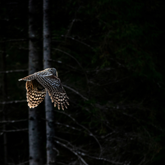 Owl flying through a forest