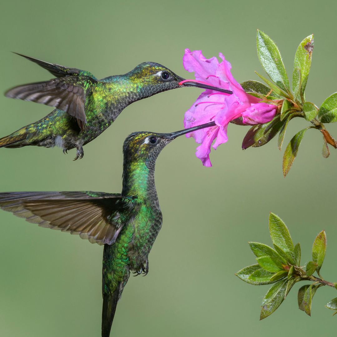 Supporting Hummingbirds in a Living Garden