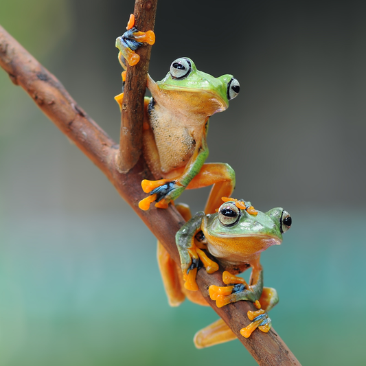 How to Create a Simple Backyard Pond — and Why Frogs & Toads Are the Keepers of Garden Balance