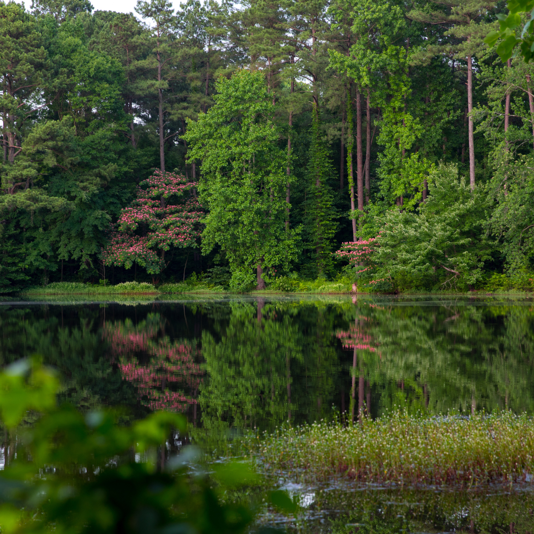 Native Garden in Ohio