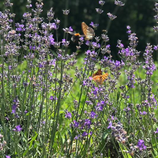 7 Beautiful Ways to Reduce Mowing & Create Wildlife Habitat in Your Ohio Yard (Without It Looking “Messy”)
