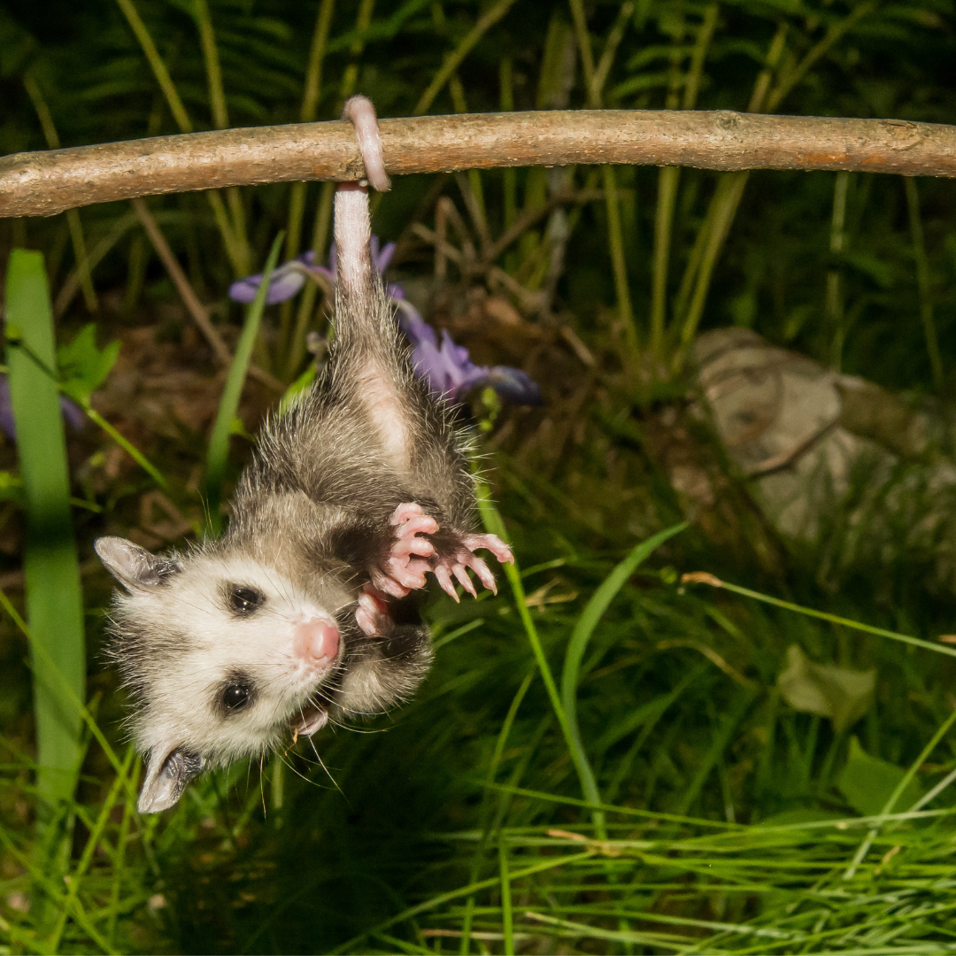 Benefits of opossums in the garden
