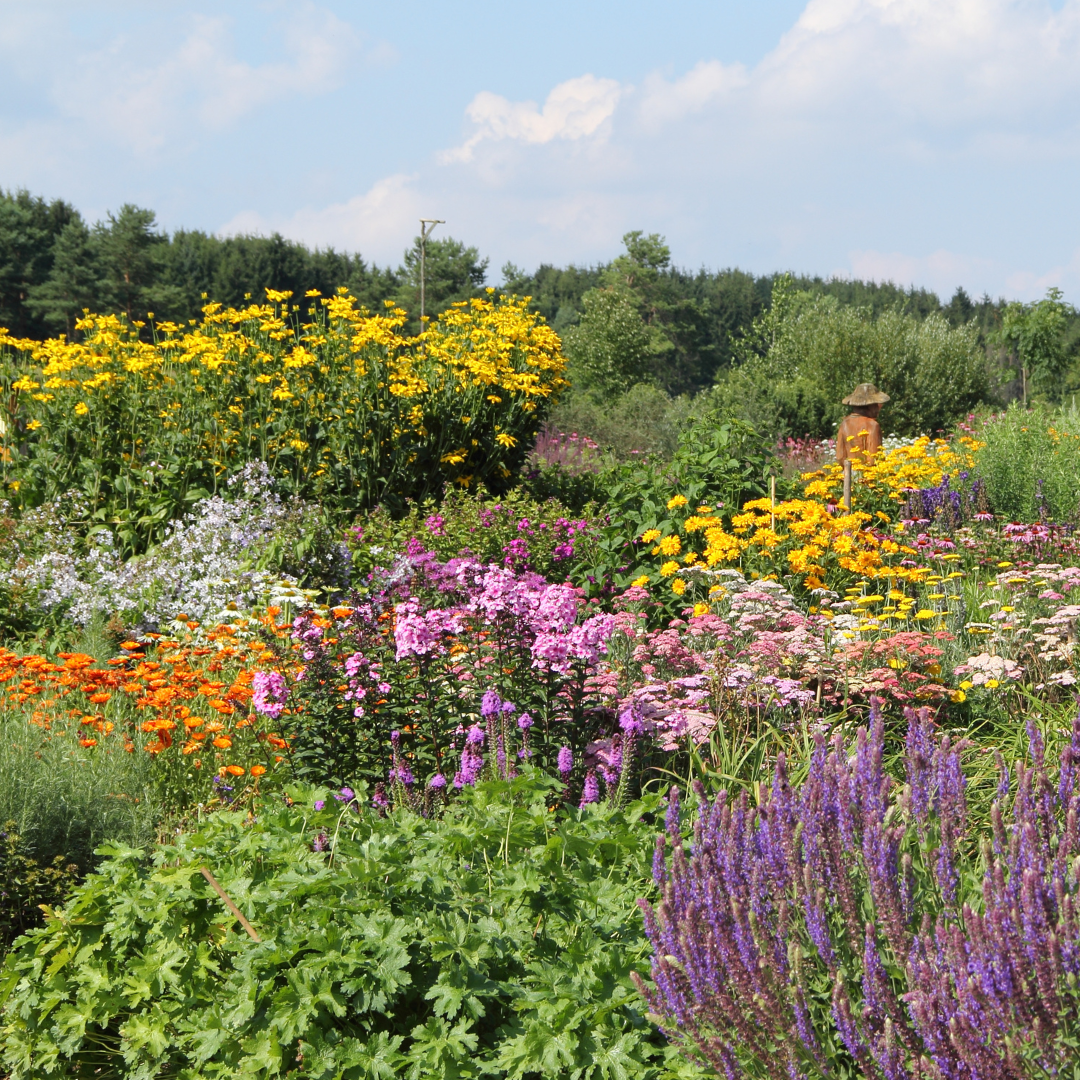 The Top 5 Plants That Encourage a Living Garden (Even in Pots)