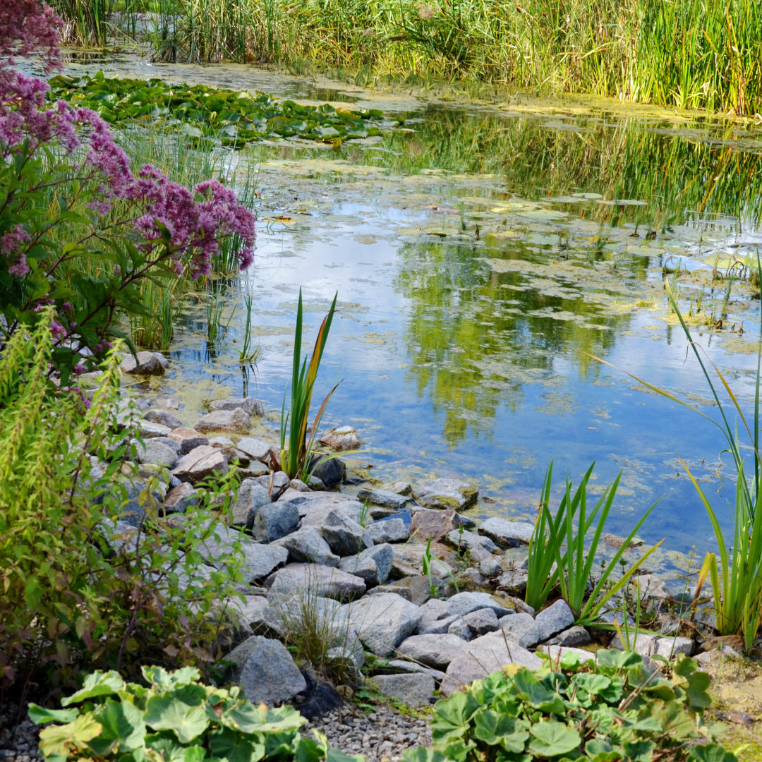 Backyard garden/ecosystem sustaining life and providng for wildlife