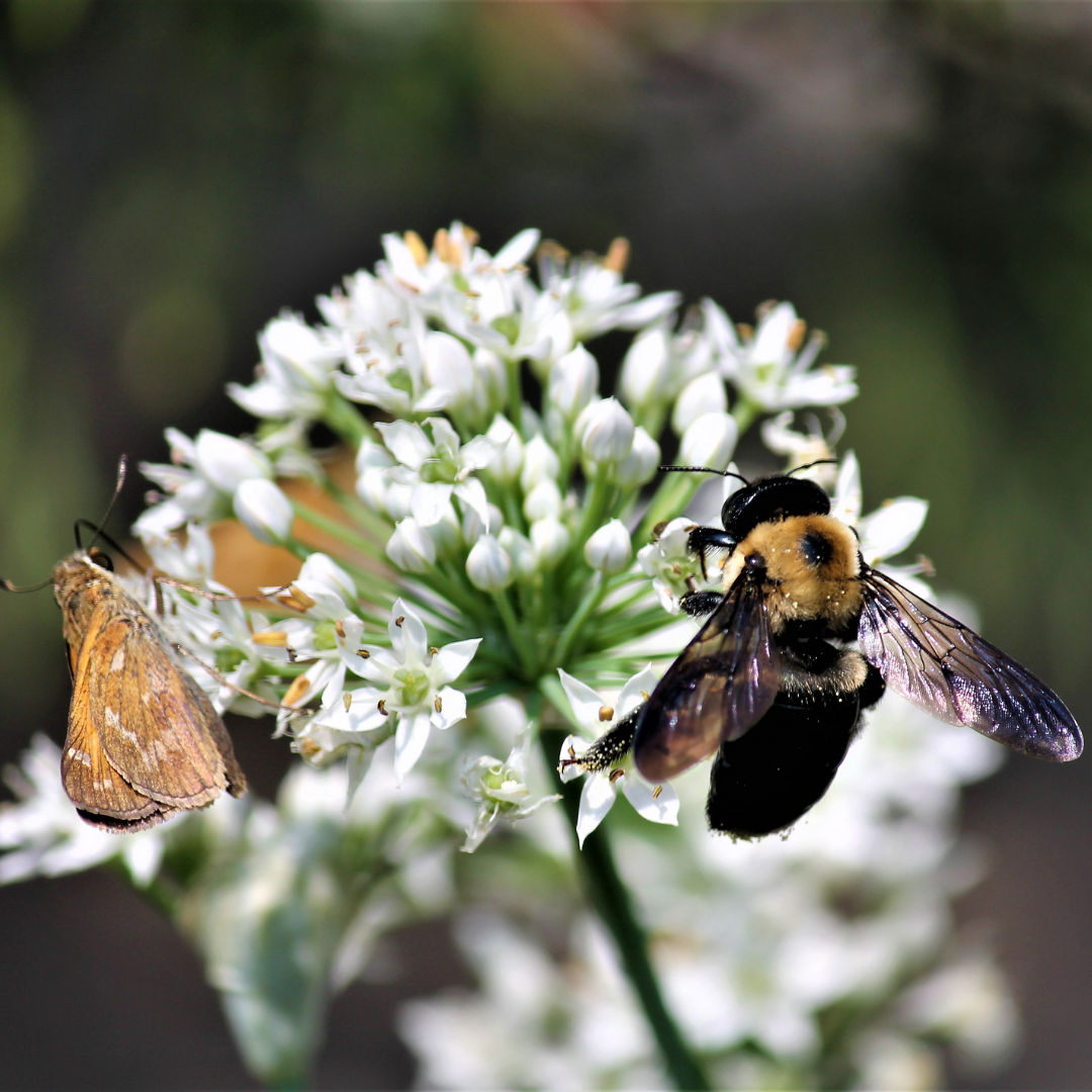 honey bee pollinating rudbeckia in a pollinator friendly garden