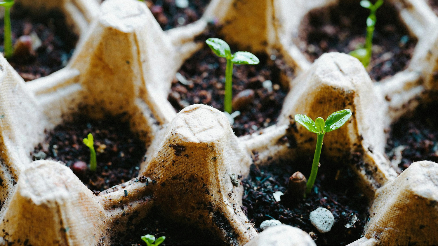 Seedlings growing in a compostable container