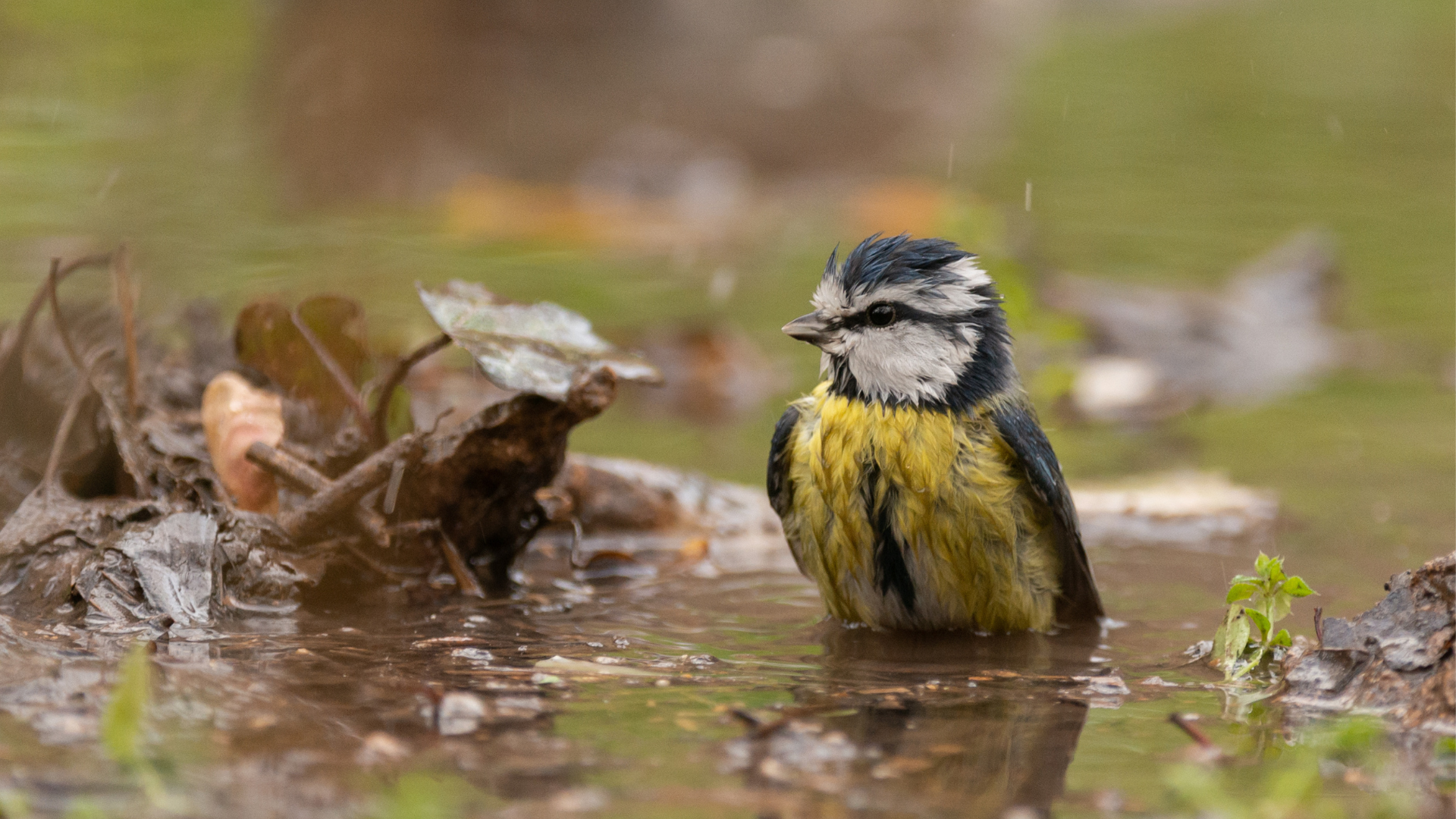 Bird standing in a shallow water puddle with leaves and grass in the background